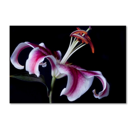 Lori Hutchison 'Fancy Pink Lily' Canvas Art,22x32